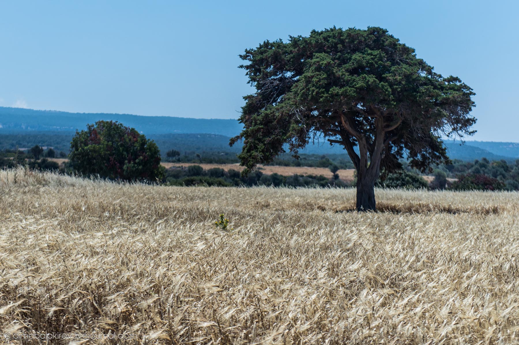 Paphos